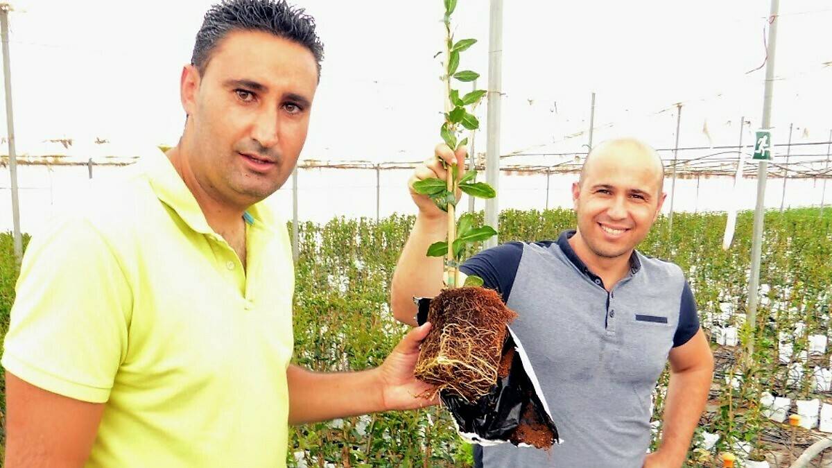 Caliplant-16x9-1200x675|Caliplant del video